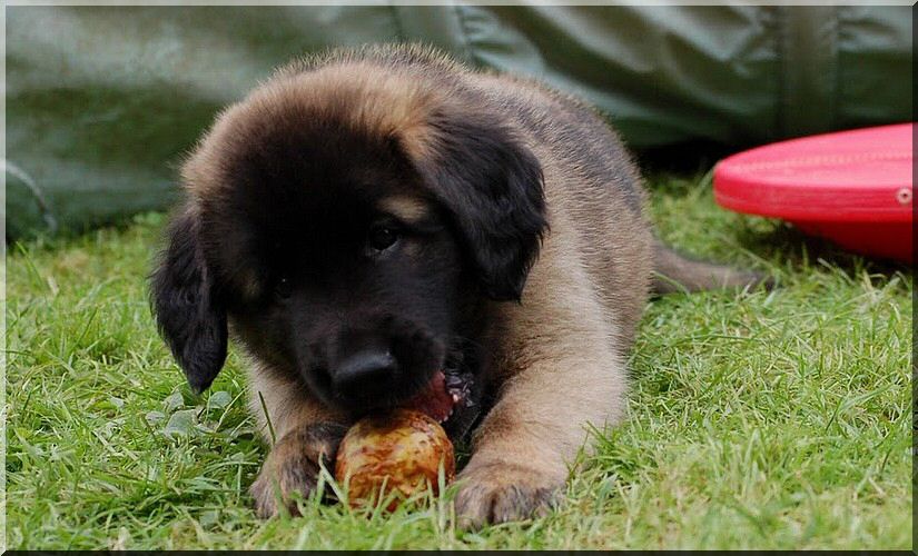 leonberger 013.jpg